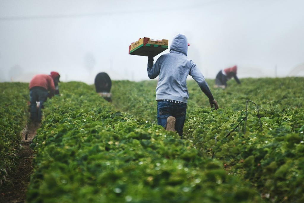 Agricultural Training Academy – Feasibility Study