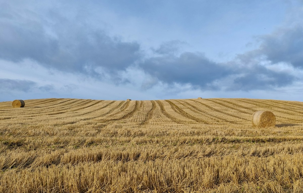 Alfalfa & Fodder Farm – Feasibility Study (Basic, Arabic)