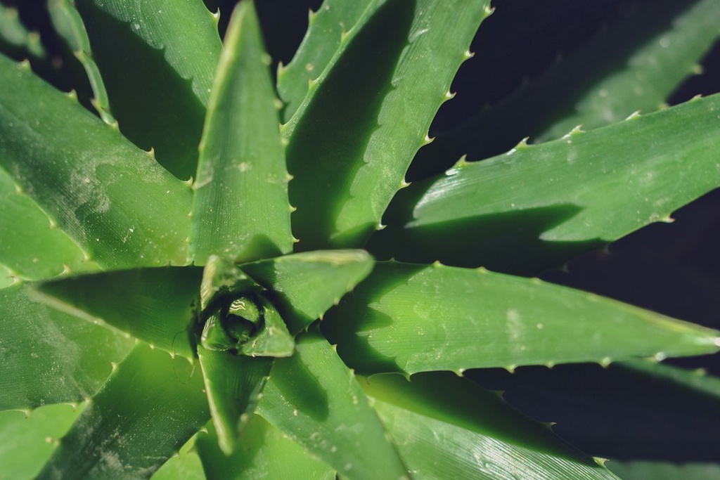Aloe Vera Farm & Extraction Plant – Feasibility Study (Basic, Arabic)
