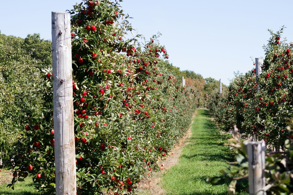 Apple Orchard & Cold Store – Feasibility Study (Basic, Arabic)
