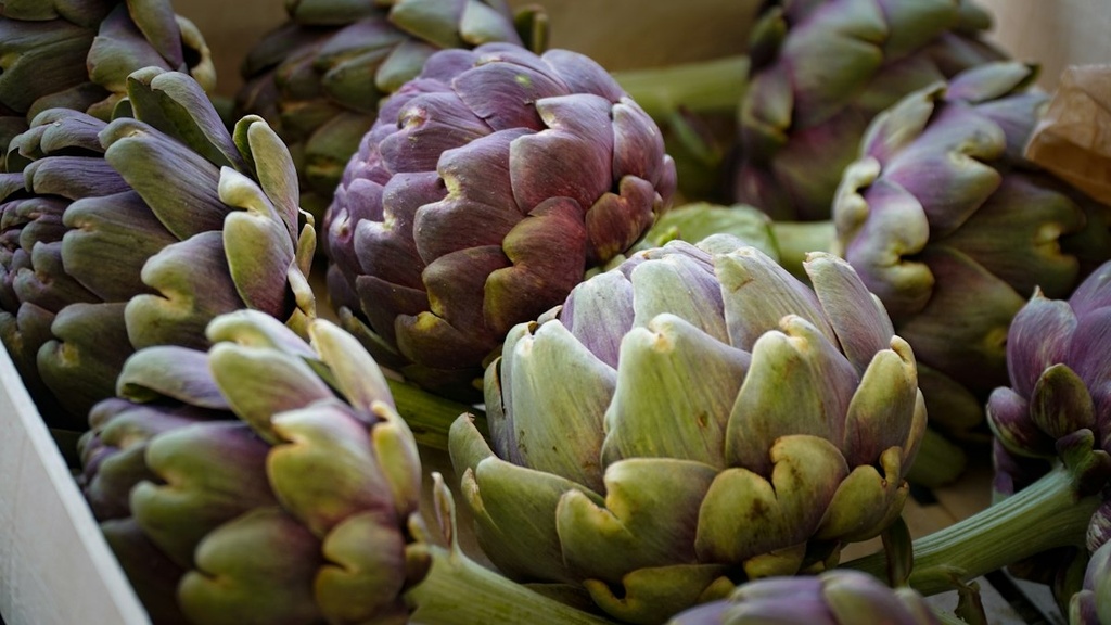 Artichoke Farm & Processing – Feasibility Study