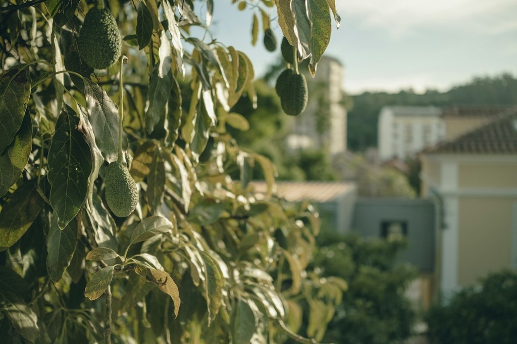 Avocado Orchard – Feasibility Study
