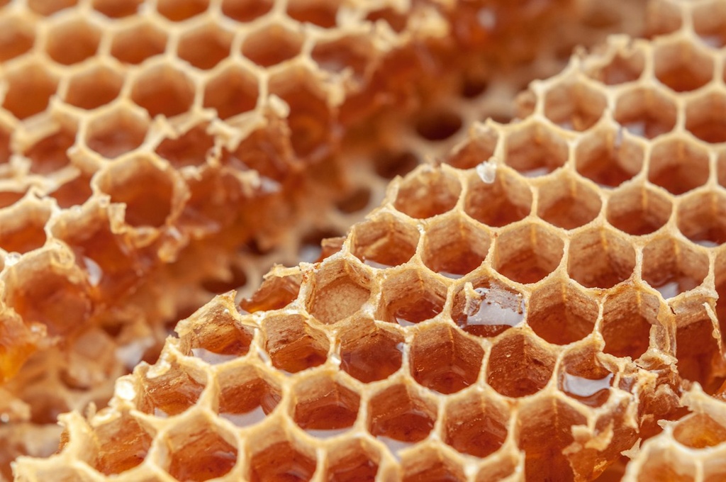 Beekeeping & Honey – Feasibility Study (Basic, Arabic)