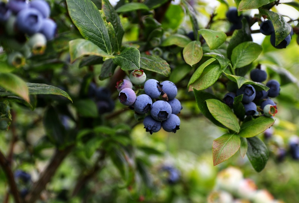 Blueberry Farm – Feasibility Study