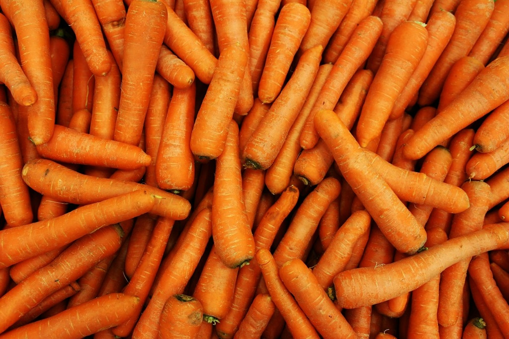 Carrot Farm & Grading Unit – Feasibility Study (Basic, Arabic)