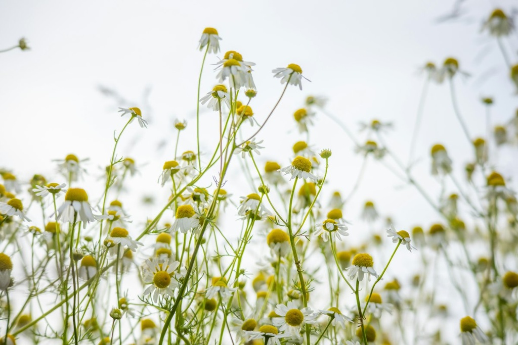 Chamomile Farm & Drying Unit – Feasibility Study (Basic, Arabic)