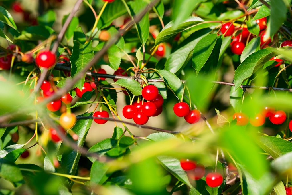 Cherry Orchard – Feasibility Study (Basic, Arabic)