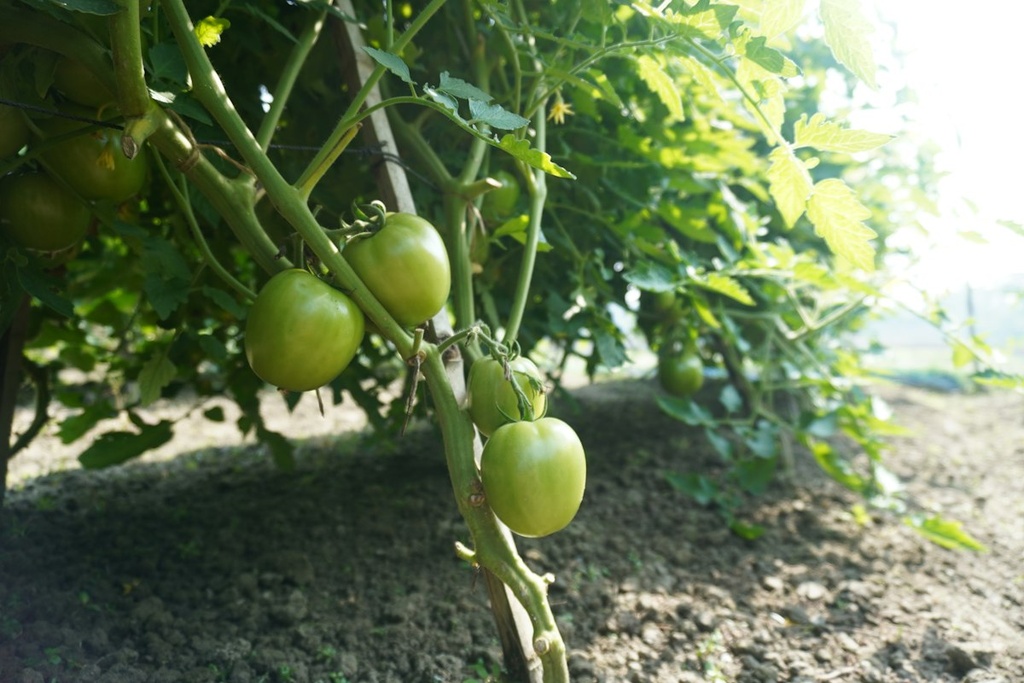 Cherry Tomato Greenhouse – Feasibility Study (Basic, Arabic)
