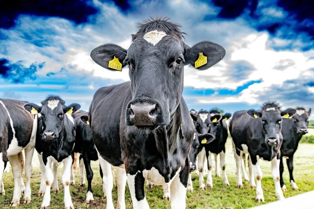 Dairy Cattle Farm – Feasibility Study (Basic, Arabic)