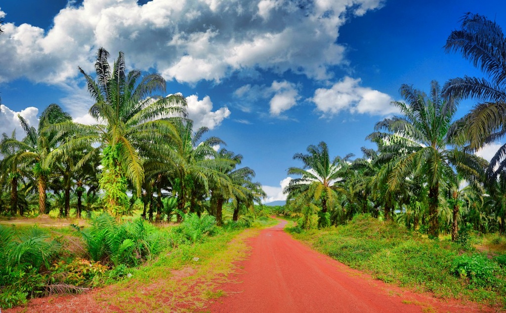 Date Palm Plantation – Feasibility Study