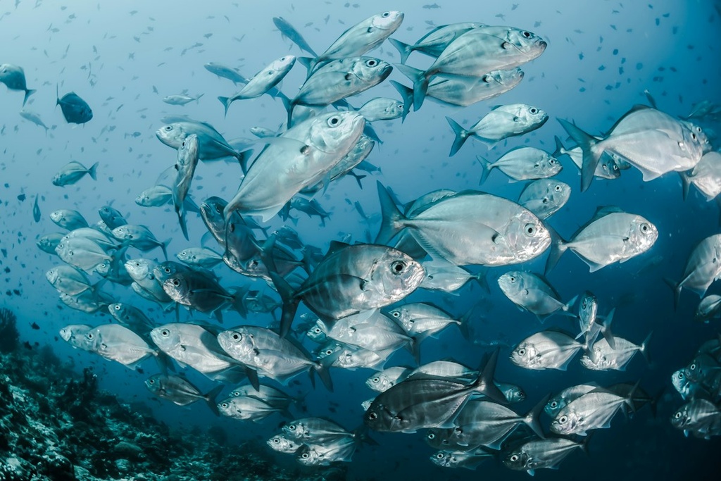 Fish Farm – Feasibility Study (Basic, Arabic)
