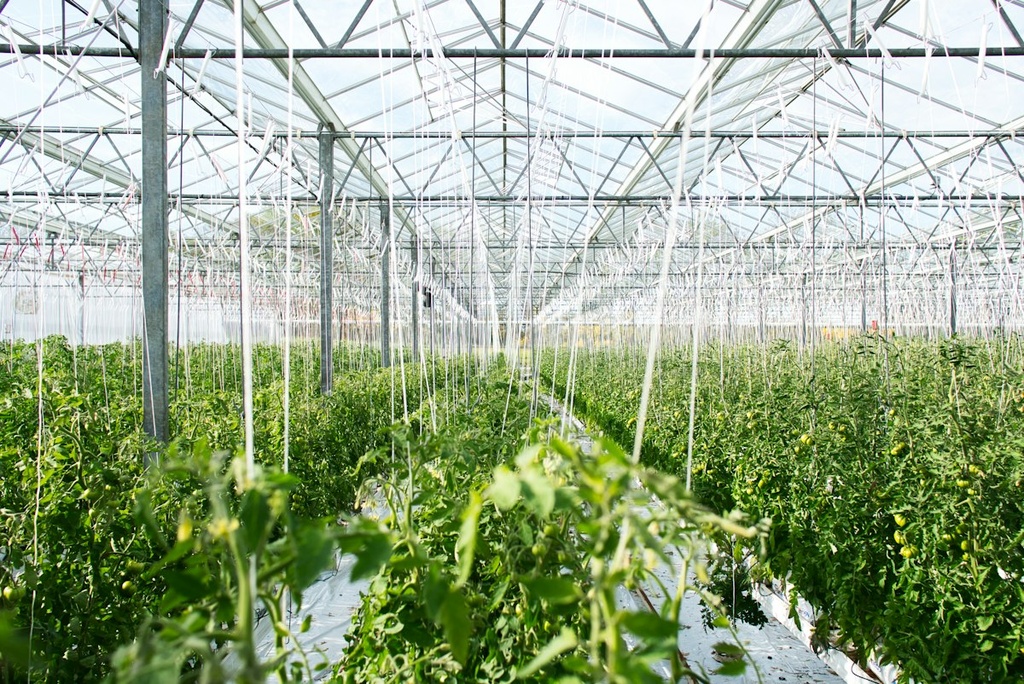 Greenhouse Vegetable Farm – Feasibility Study (Basic, Arabic)