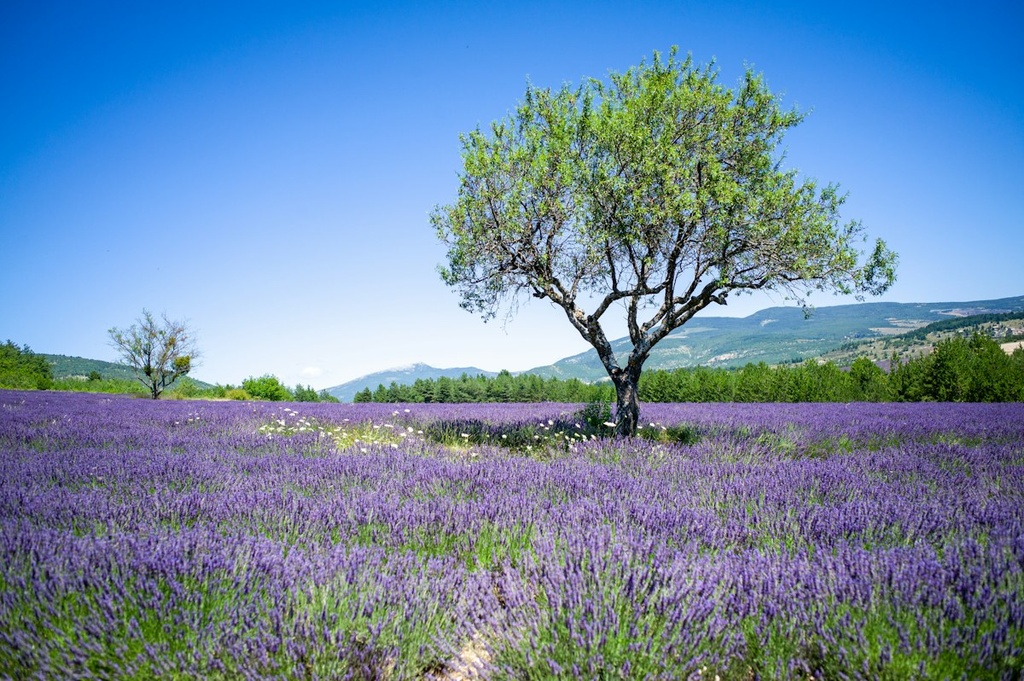 Lavender Farm – Feasibility Study