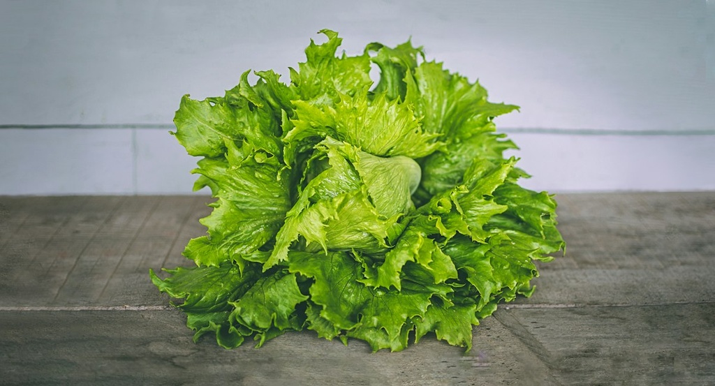 Lettuce Hydroponic Farm – Feasibility Study