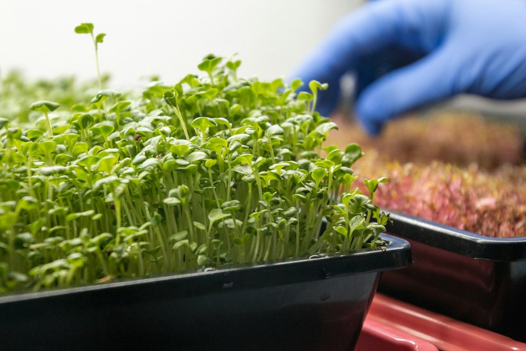 Microgreens Farm – Feasibility Study (Basic, Arabic)