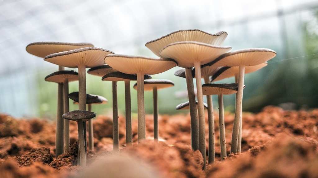 Mushroom Growing – Feasibility Study (Basic, Arabic)