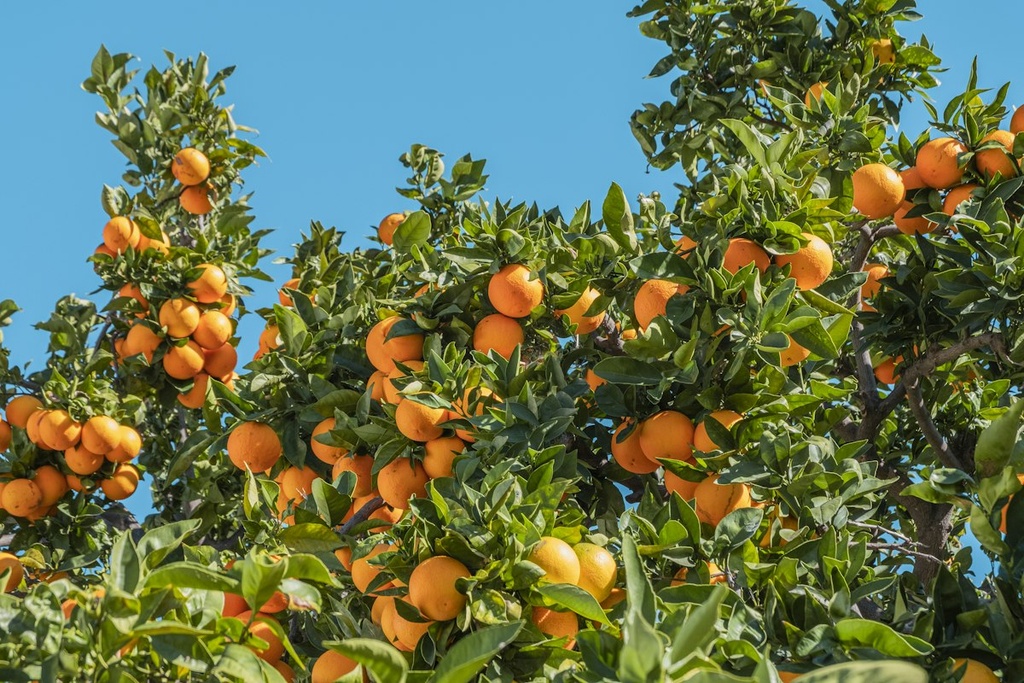 Navel Orange Orchard & Packhouse – Feasibility Study (Basic, Arabic)
