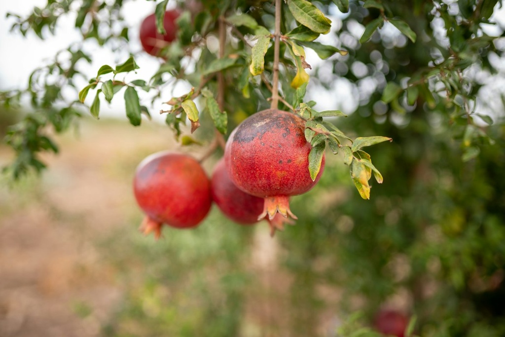 Pomegranate Orchard – Feasibility Study (Basic, Arabic)