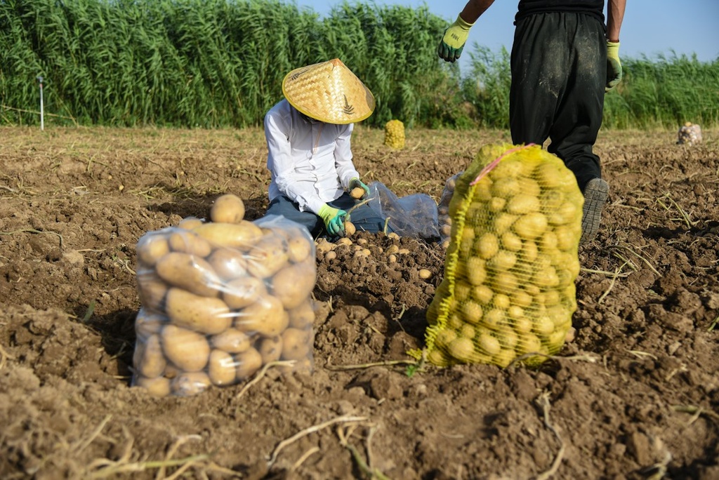 Potato Farm & Chips Plant – Feasibility Study (Basic, Arabic)