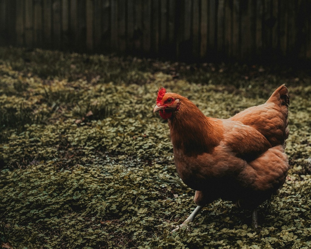 Poultry Farm – Feasibility Study