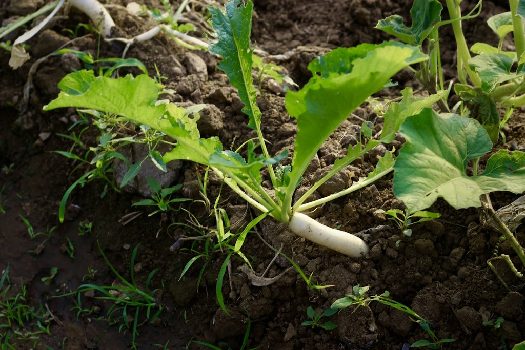 Radish & Root Vegetables Farm – Feasibility Study