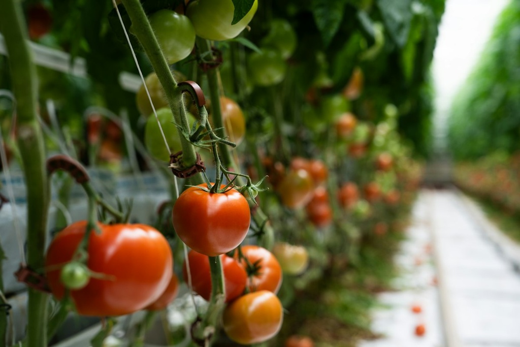 Tomato Farm & Paste Plant – Feasibility Study