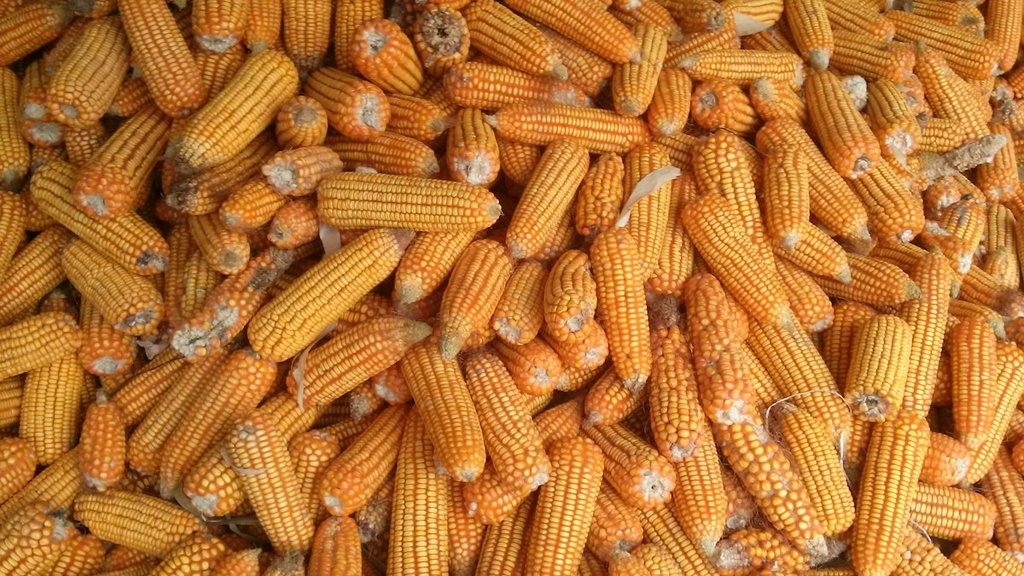 Yellow Corn & Feed Mill – Feasibility Study (Basic, Arabic)